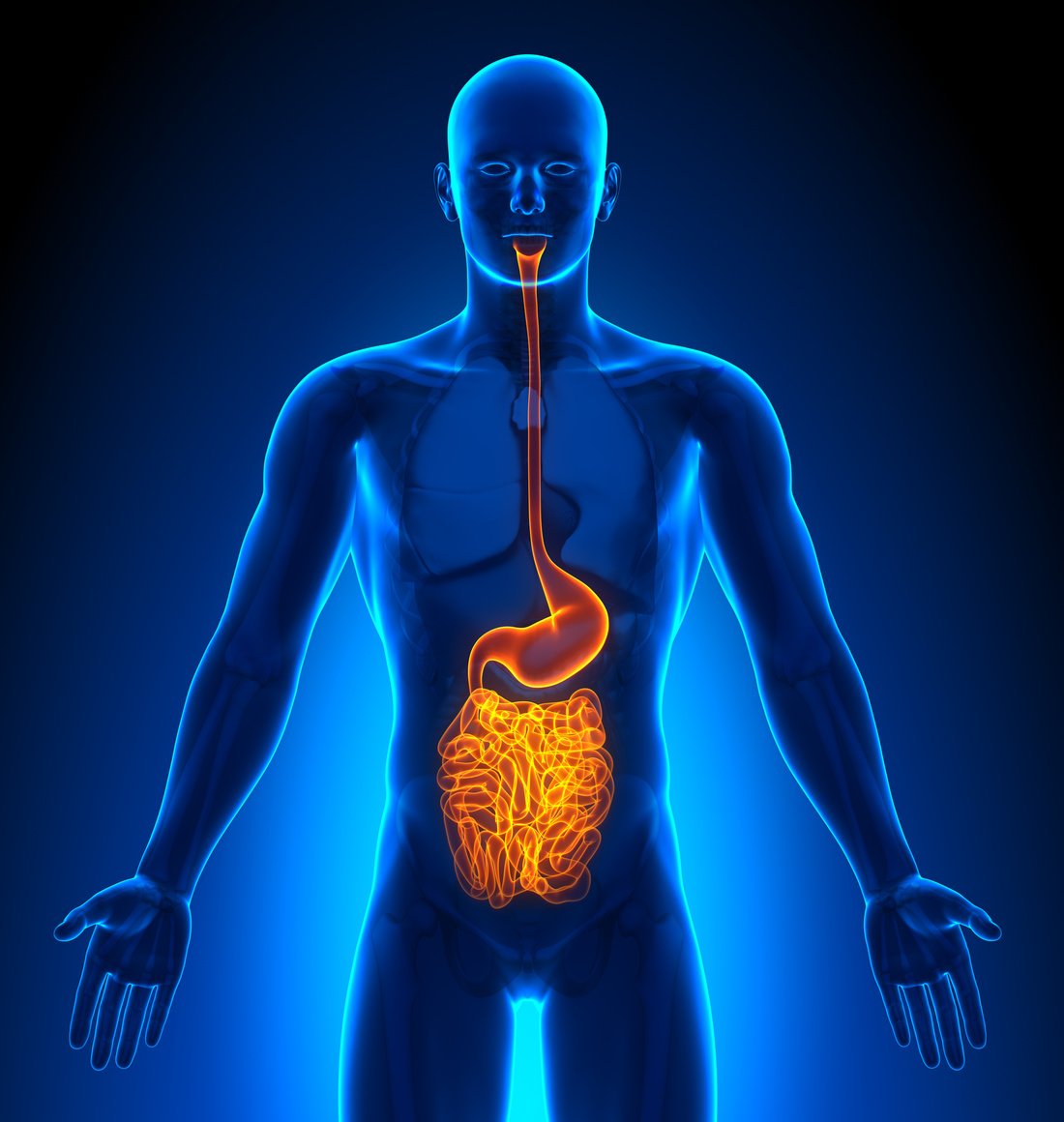 Medical Imaging - Male Organs Guts